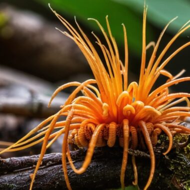 Photo Cordyceps Mushrooms
