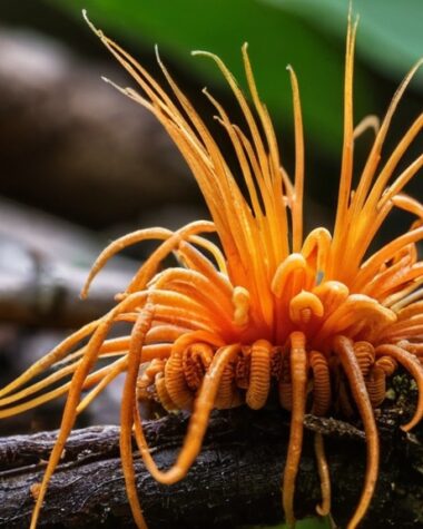 Photo Cordyceps Mushrooms