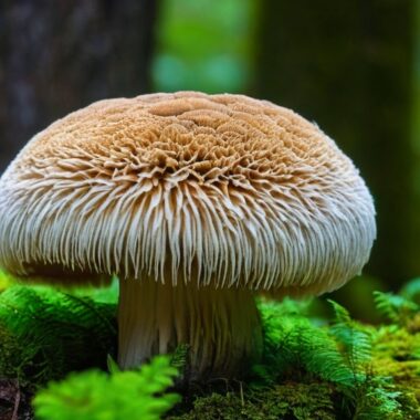 Photo lions mane mushroom